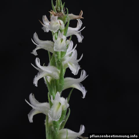 Spiranthes odorata