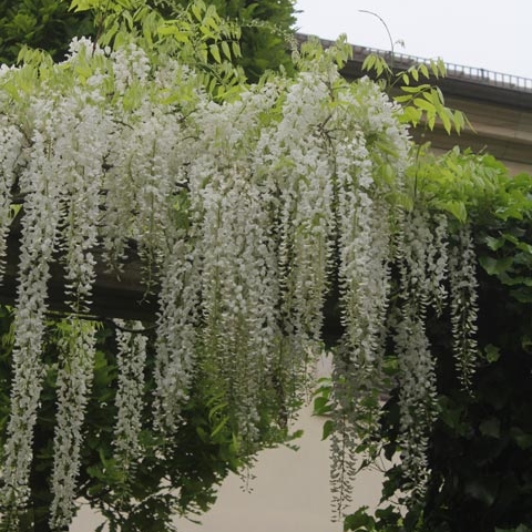 Chinese Wisteria