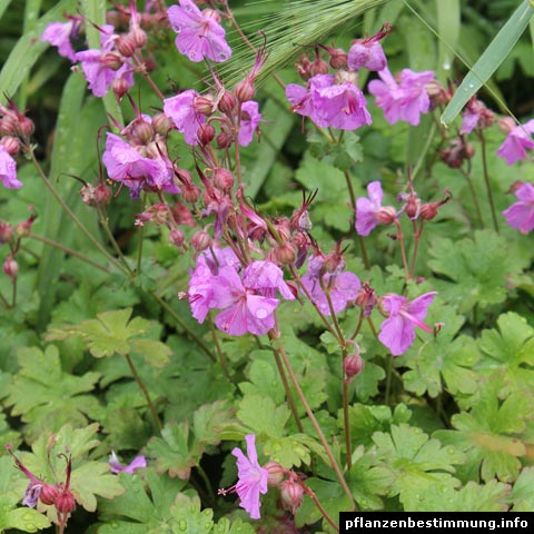 Geranium macrorrhizum Bevan