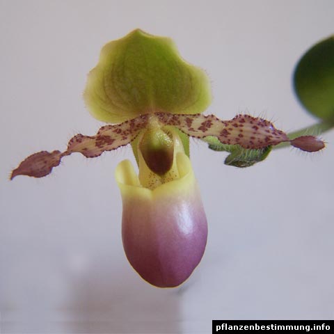 Paphiopedilum Pinocchio