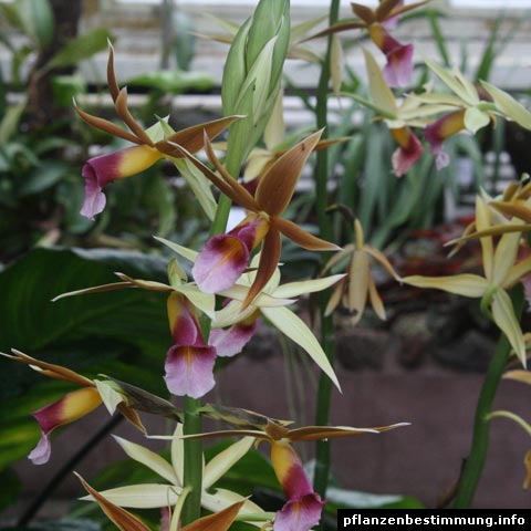 Phaius tankervilleae