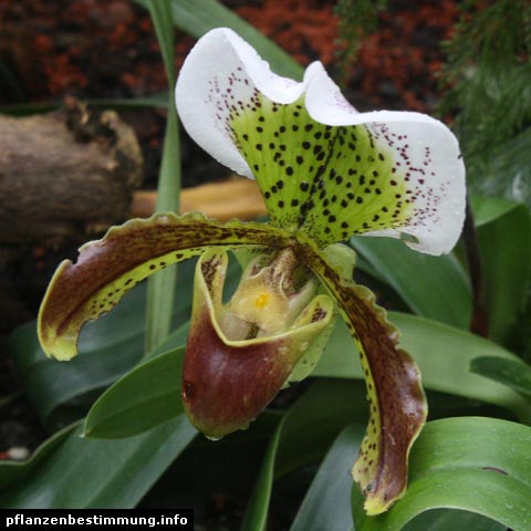 Paphiopedilum-Hybride