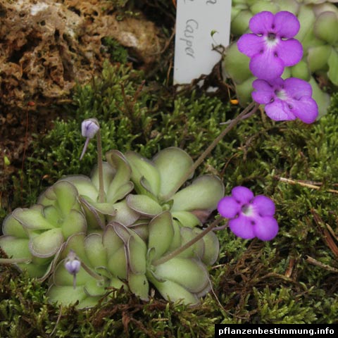 Pinguicula cyclosecta