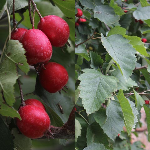 Crataegus pedicellata