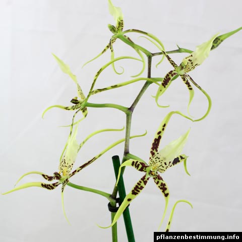 Brassia-Hybride