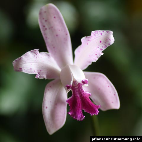 Cattleya Interglossa