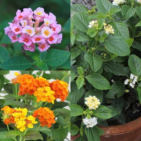 Lantana camara