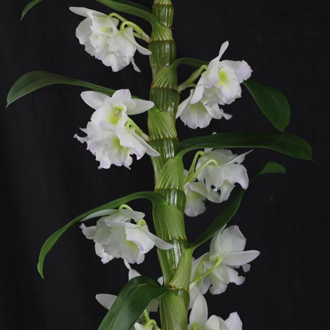 Dendrobium nobile