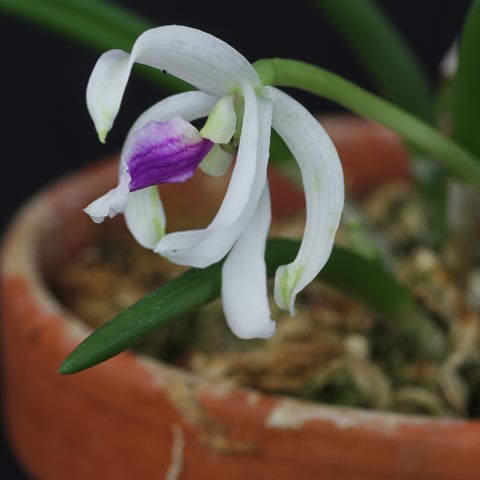 Leptotes bicolor