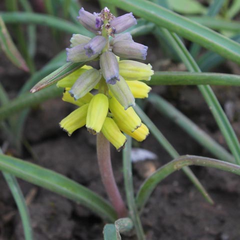 Muscari macrocarpum