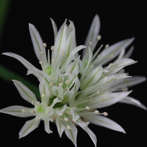 Allium schoenoprasum