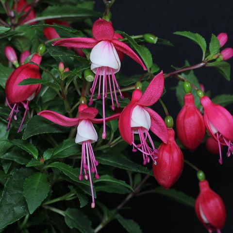 Fuchsia-Hybride