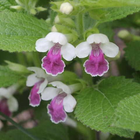 Melittis melissophyllum