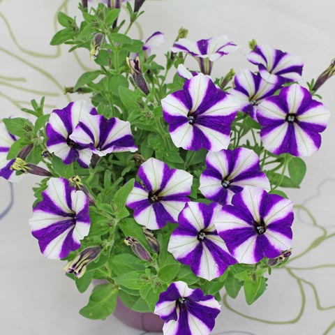 Petunia Peppy Blue