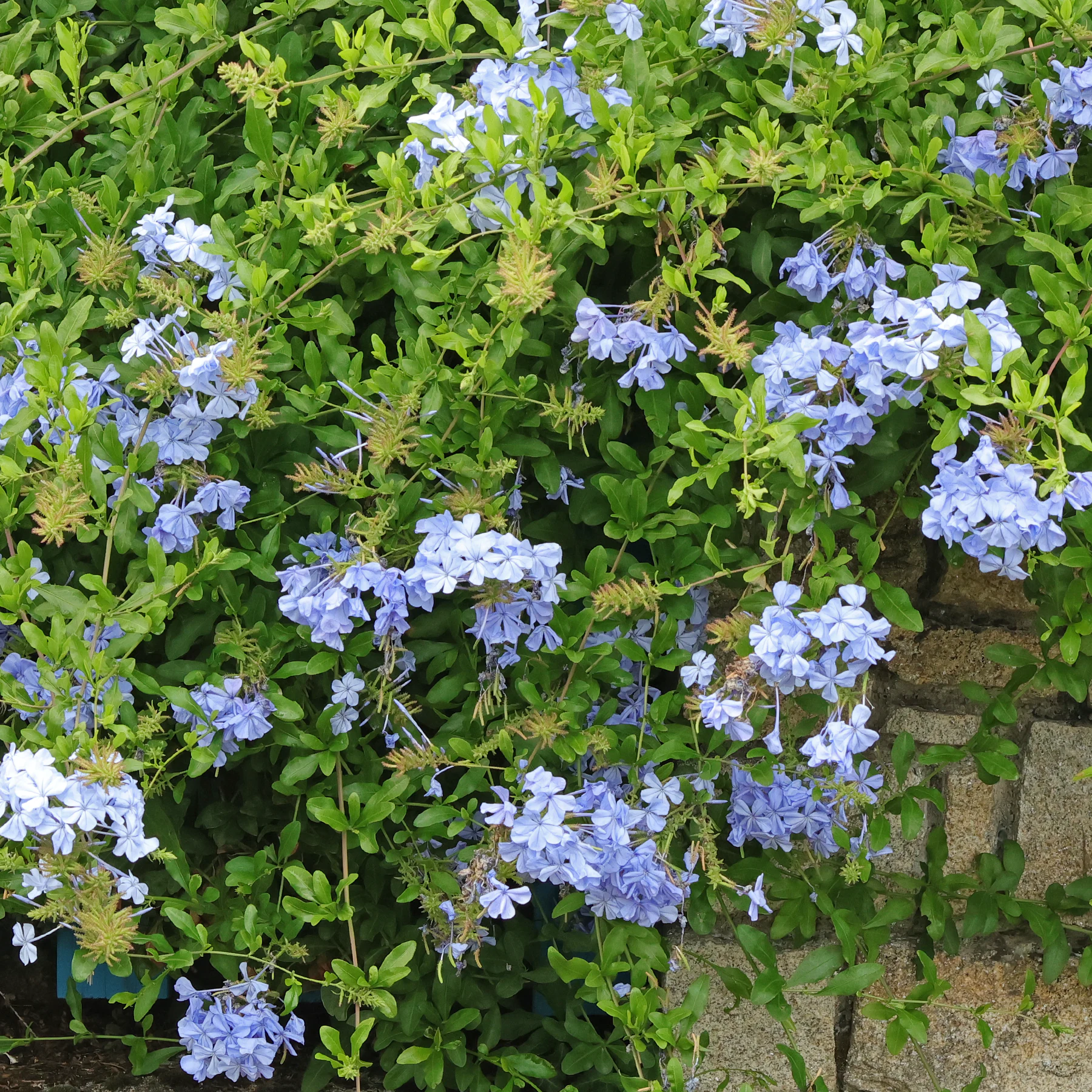 Plumbago auriculata