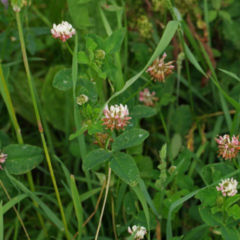 Trifolium hybridum