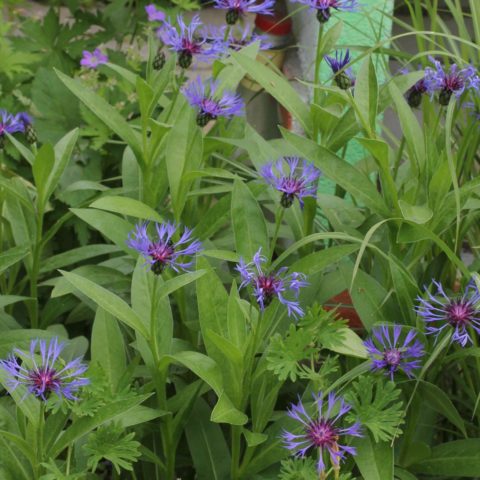 Centaurea montana