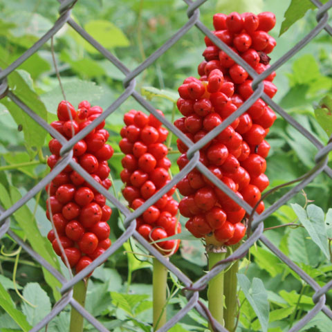 Arum italicum