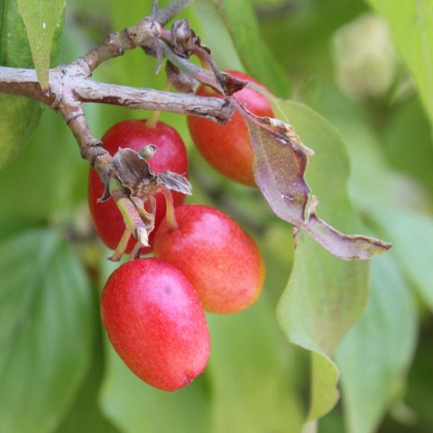 Cornus mas