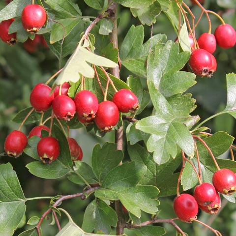 Crataegus monogyna