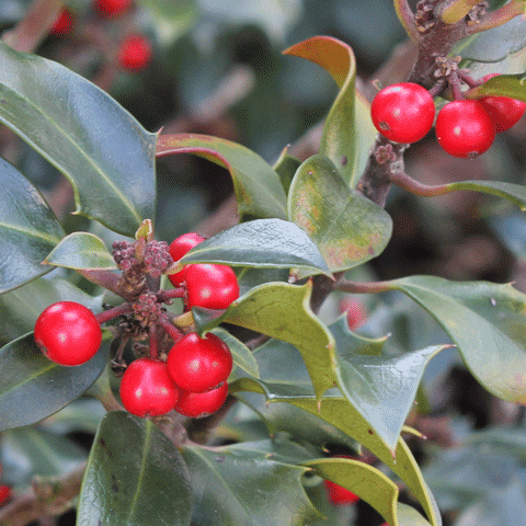 Ilex aquifolium