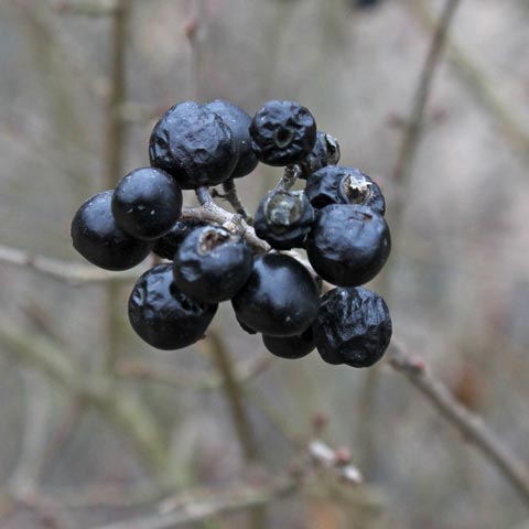 Ligustrum vulgare