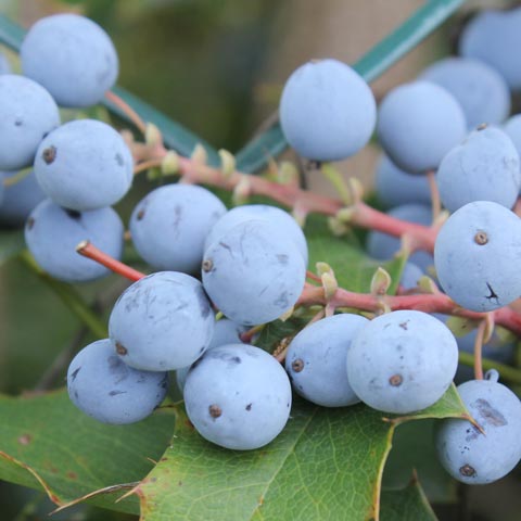 Mahonia aquifolium