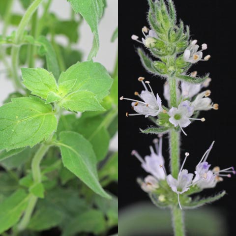 Mentha sp