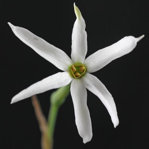 Narcissus elegans