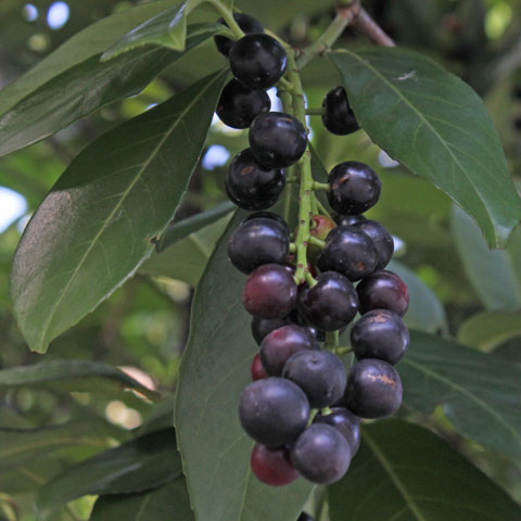 Prunus laurocerasus