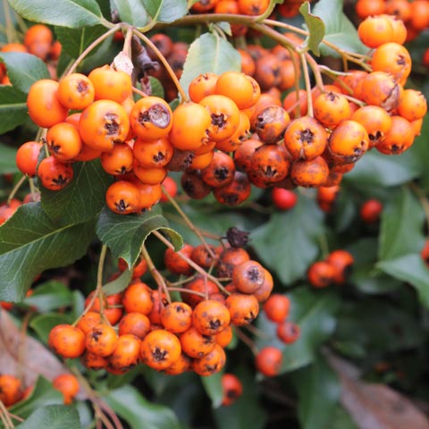 Pyracantha coccinea