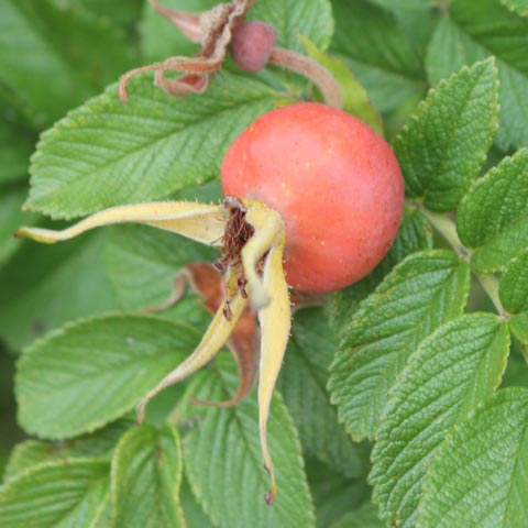 Rosa rugosa