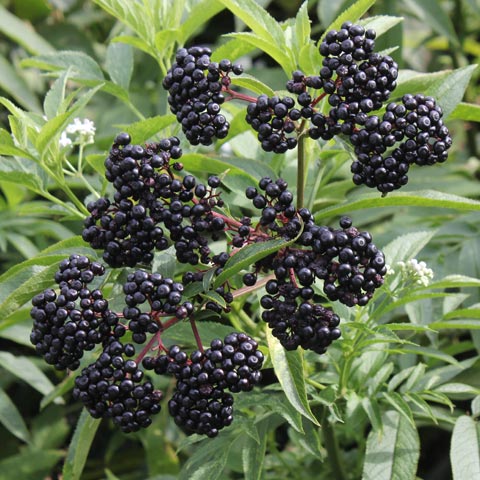 Sambucus ebulus