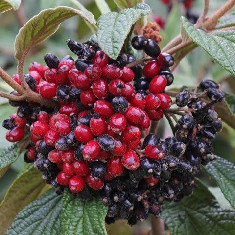 Viburnum rhytidophyllum