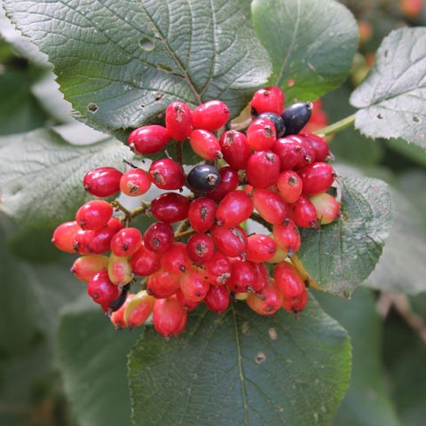 Viburnum lantana