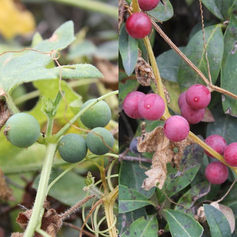 Bryonia dioica