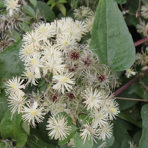 Clematis vitalba