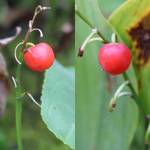 Convallaria majalis