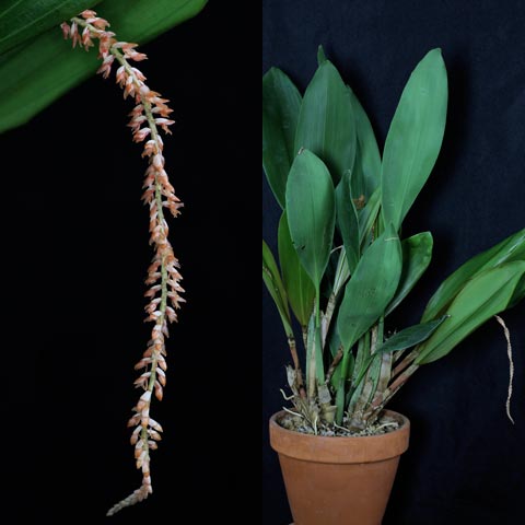 Dendrochilum convallariiforme