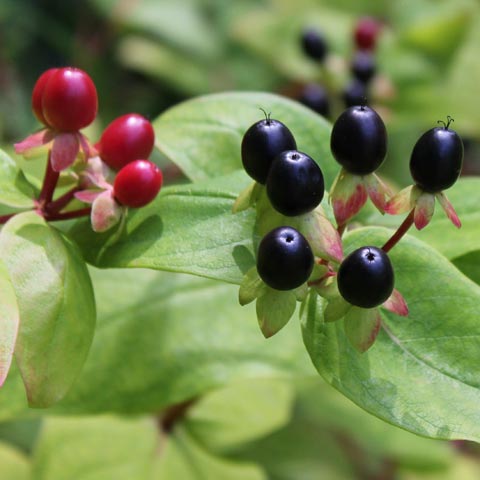 Hypericum androsaemum