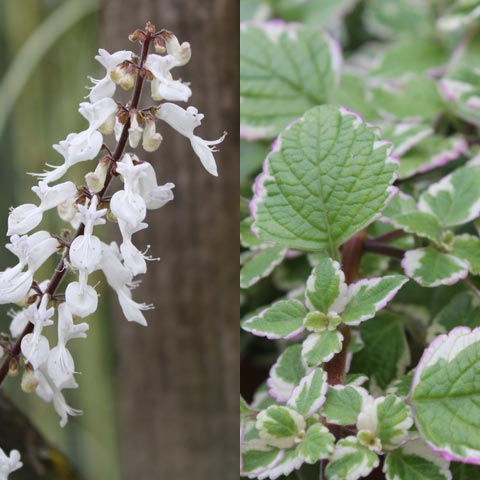 Plectranthus forsteri