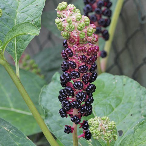 Pokeweed