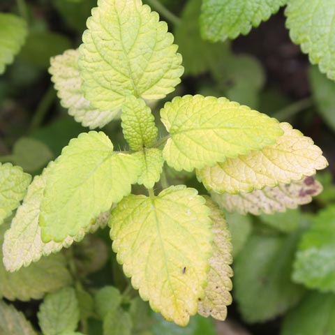 Yellow Lemon Balm