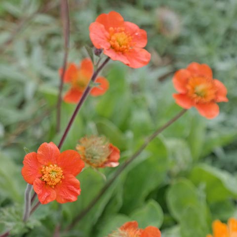 Geum coccineum