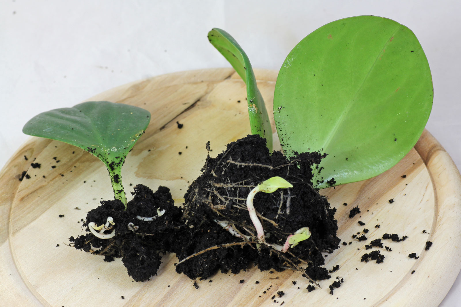 Peperomia leaf cuttings