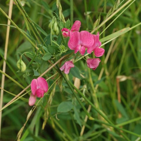 Tuberous Pea