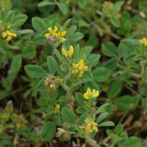 Medicago minima