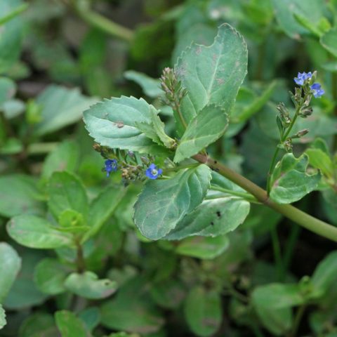 Veronica beccabunga