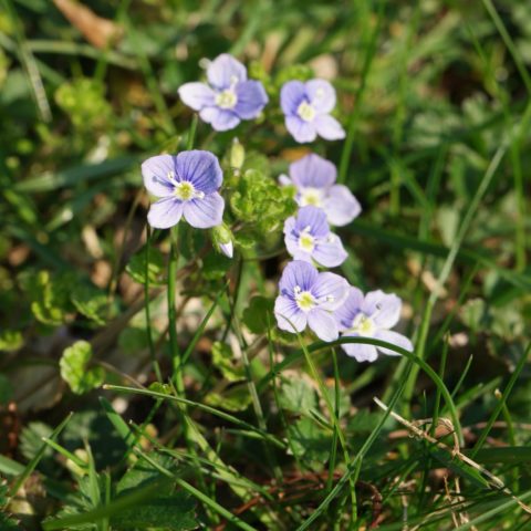 Veronica filiformis