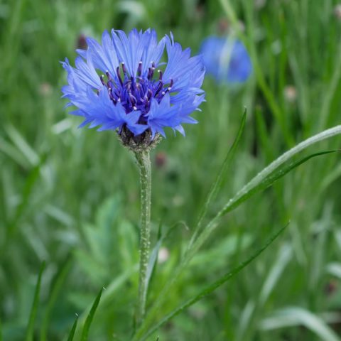 Centaurea cyanus